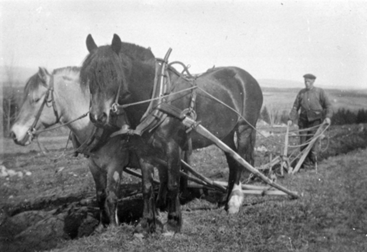Våronn i Evenstad, Nes, Hedmark. Nils Guldberg (1868-1956) pløyer med to hester.