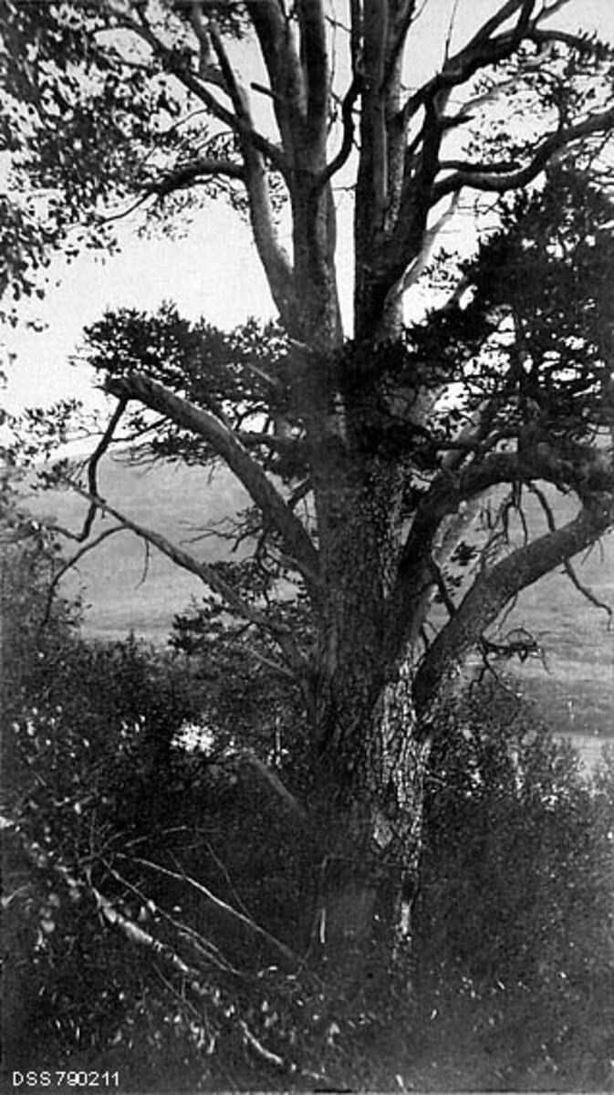 Grovstammet og grovkvistet furutre i Tana i Finnmark.  Treet vokser i ei forholdsvis bratt li, omgitt av bjørkeskog.  Skogfunksjonæren som tok fotografiet gjorde det åpenbart fordi at trær av slike dimensjoner var uvanlige i Øst-Finnmark.  I en kommentartekst til fotografiet på et kartotekkort i den statlige skogetatens arkiv fortelles det at dette treet ble kalt «Aile-Jon-furua».  Treet sto ved Igajoks utløåp i Tanaelva, cirka 120 meter over havet.  Fotografen hadde målt diameteren i brysthøyde til 1,3 meter.  Den grove rotstokken delte seg cirka 5,5 meter over bakken i to noenlunde jevnstore toppgreiner.


I mai 2015 mottok Norsk Skogmuseum følgende kommentar til dette fotografiet fra Kjell M. Sarre i Karasjok:

«Denne furua står ganske oppi ei li langt oppe i Tana. Store deler av toppene er ramlet ned for lenge siden. Noen av sidegreinene kan ha rukket mange meter ut til sidene. Det har også vært kuttet av deler, etter sigende av folk fra den finske siden. Når en ser bort fra topper som har ramlet ned for kanskje flere hundre år siden og de sidegrenene som fremdeles er igjen, er selve hovedstokken løst anslått ca 5 kubikkmeter selv idag. Det fins neppe mange slik trær i Øst-Finnmark. Jeg vet ikke om det er målt ved kjerneboring, men vil iallfall strengt fraråde det. De få lokale som vet om treet er svært redd for det pga tidligere hærverk.»