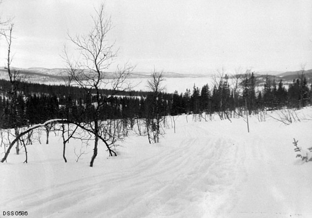 Vinterlandskap i nærheten av garden Grubben, sørøst for Røssvatnet i Hattfjelldal på Helgeland.  Fotografiet er tatt fra ei snødekt li med bjørkeskog.  Nedenfor ser vi glissen barskog omkring Røssvatnet, som på opptakstidspunktet var dekt av is og snø.  I forgrunnen skimter vi ferdselsspor i snøen, antakelig etter kjøring med hest og slede.

Fotografiet er tatt i 1910, ti år etter at den norske stat kjøpte Hattfjelldalen, som inntil da med unntak av et par bruk hadde tilhørt «Engelskbruket» (The North of Europe Land and Mining Co. Ltd.).  Se kort historikk under fanen «Opplysninger».