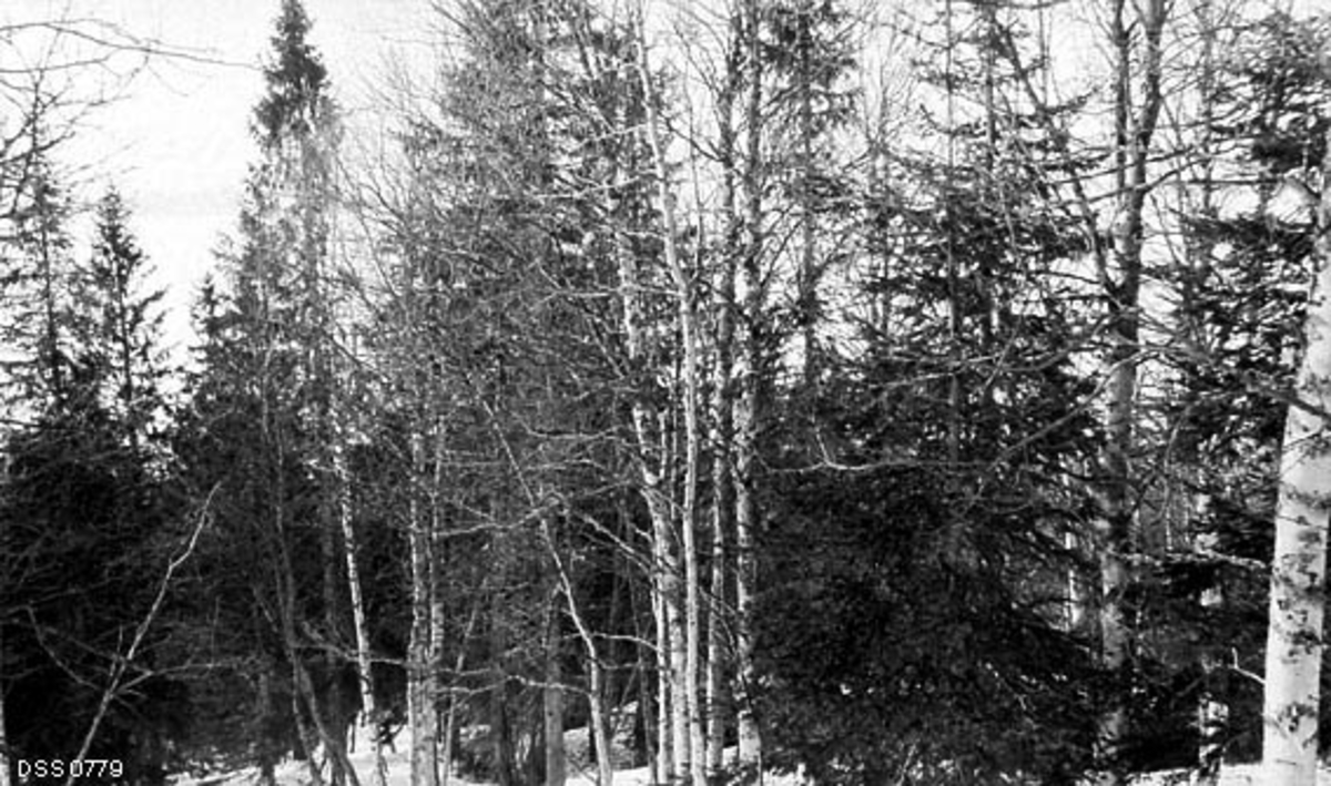 Skog på gammel brannstrekning i Hattfjelldal statsskoger.  Skogen er et forholdsvis tett blandingsbestand av gran og bjørk. Fotografen har verken fått med røttene eller toppene av trærne. 