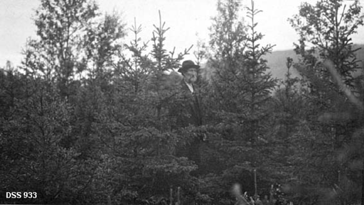 Skogvokter Johannes Olsen Vesterli (1850-1925) fotografert mellom cirka to meter høye granplanter i Misværmarka i Skjerstad i Nordland.  Vesteråli hadde grått skjegg, og var kledd i mørk dress og hatt da dette fotografiet ble tatt.