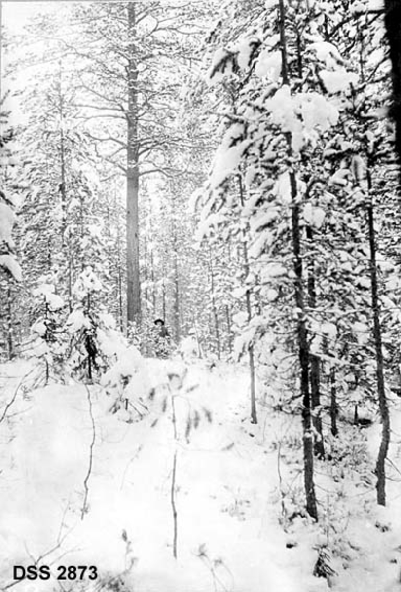 Furubestand fra Trysil prgardsskog.  En mann med vidbremmet hatt står under den største furua på bildet.  Vinteropptak. 