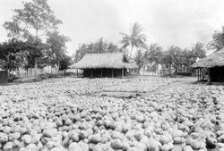 Mosambik. 1914. Kokosplantasje, en av flere stasjoner, eid a