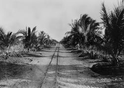 Mosambik 1914. Fra en av plantasjeselskapet Soc. du Madals k