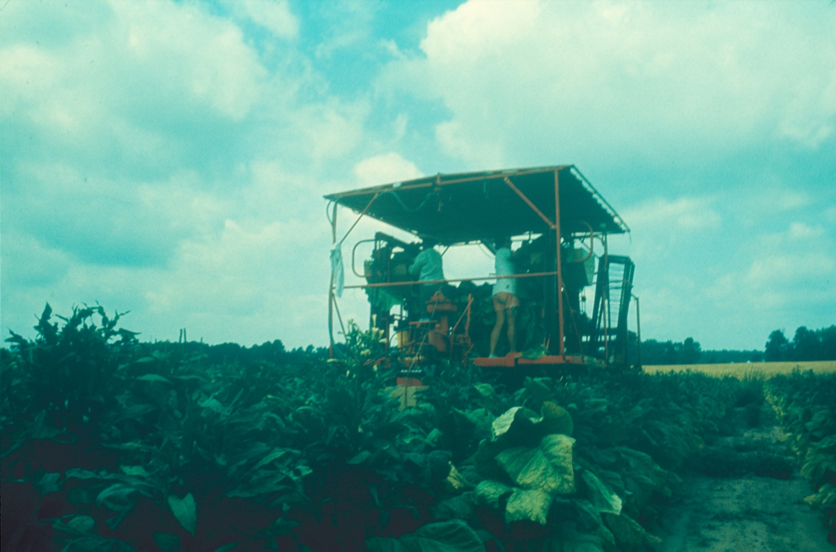 Åker med tobakksplanter. Produksjon av Lys Virginia pipetobakk ved tobakksplantasje. Foto fra bildeserie brukt i forbindelse med Tiedemanns Tobaksfabriks interne tobakkskurs i 1983.