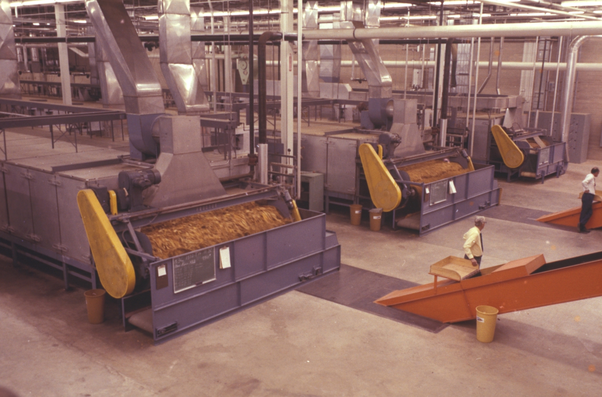 Fabrikkinteriør. Tørkeprosess. Produksjon av Lys Virginia pipetobakk ved tobakksplantasje. Foto fra bildeserie brukt i forbindelse med Tiedemanns Tobaksfabriks interne tobakkskurs i 1983.