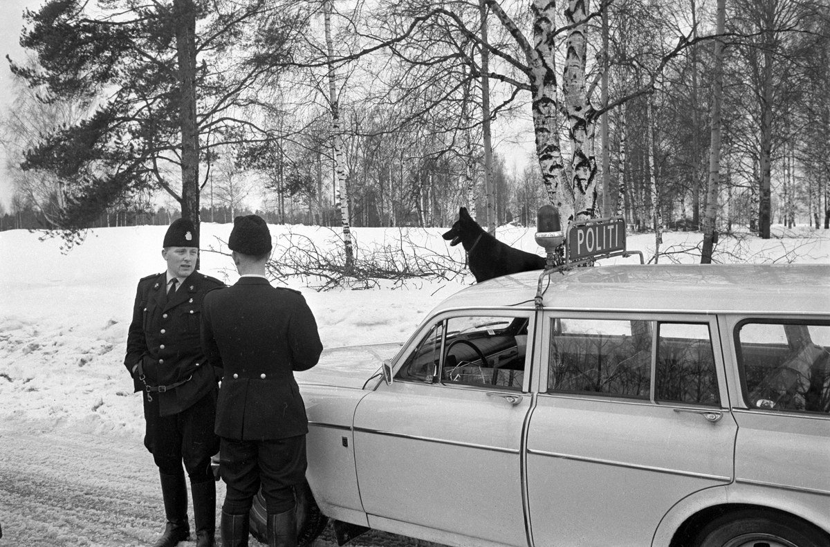 Politi med Schæferhund i ettersøkningen av en voldsforbryter i skogsområdet rundt Brannfjell i februar 1961. Politibilen er en Volvo Amazon stasjonsvogn.