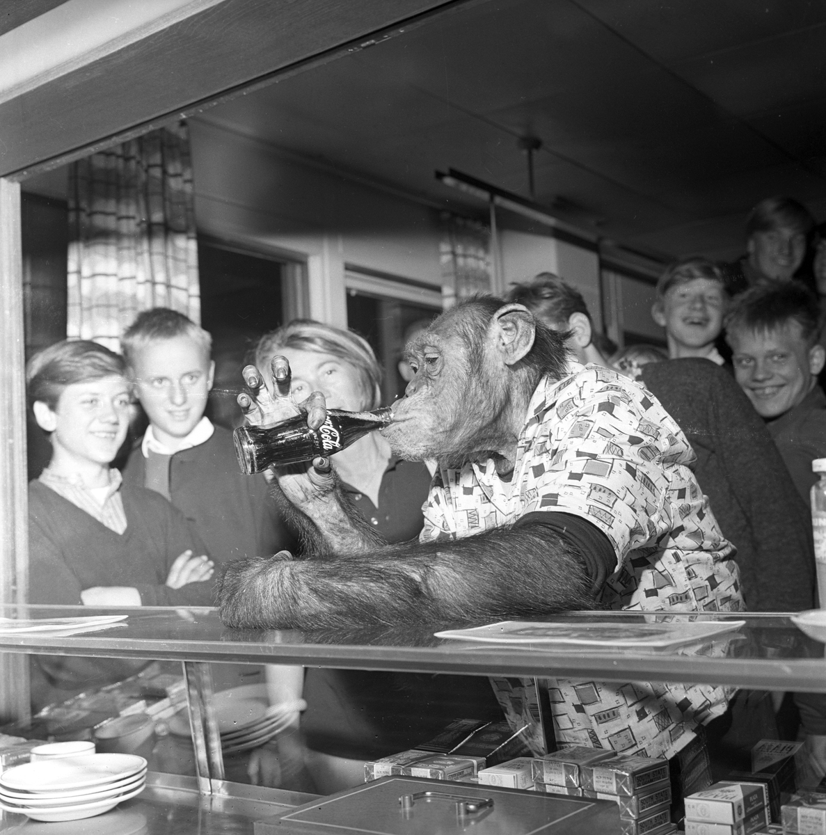Apekatt drikker Cola i kantinen, på besøk i Dagbladet.
Fotografert 1965.