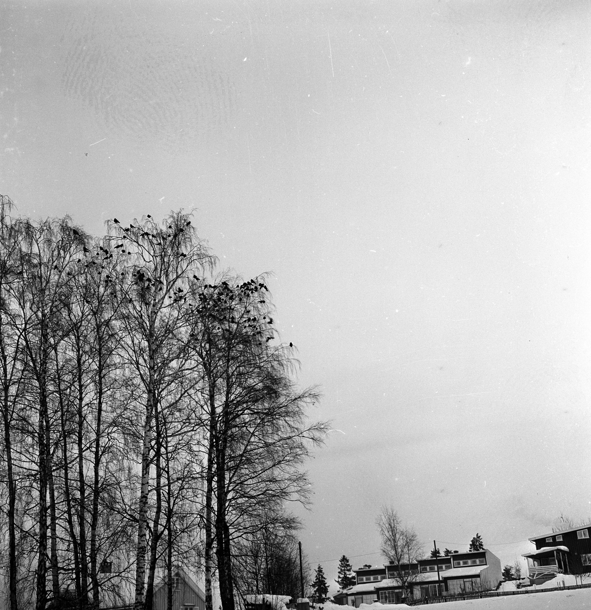 Kråker.
Fotografert 1963.