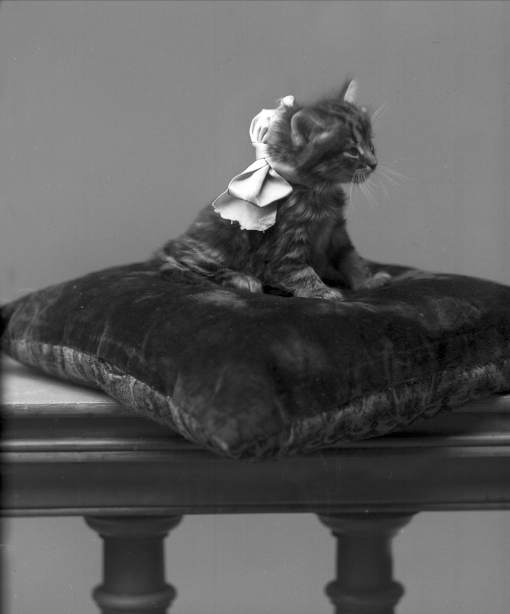 Portrett, Spørrende katt på pute. Wilhelmsens katt.