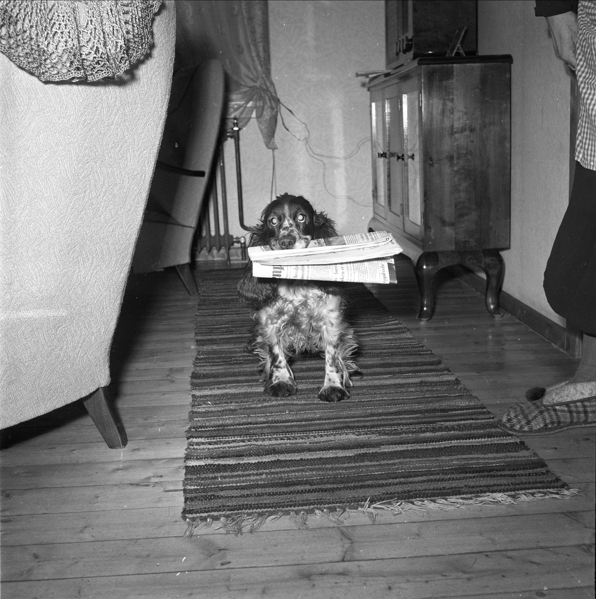 Otta, Sel, Oppland. Hund med avis i interiør.