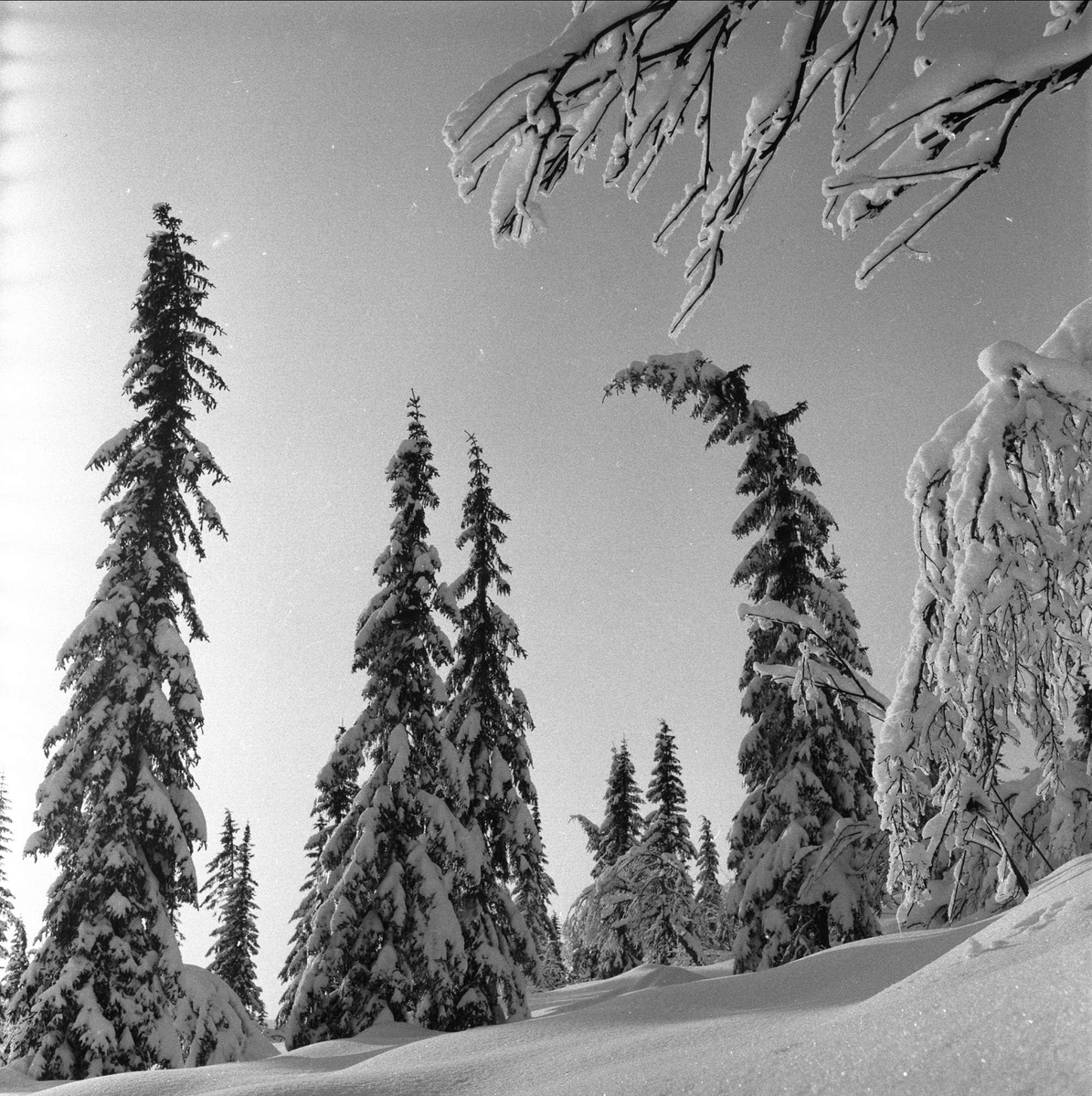 Trysil, Hedmark, februar 1955. Vinterskog.