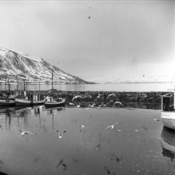 Tromsø, Troms, april 1963. Fjordlandskap, molo og fiskebåter