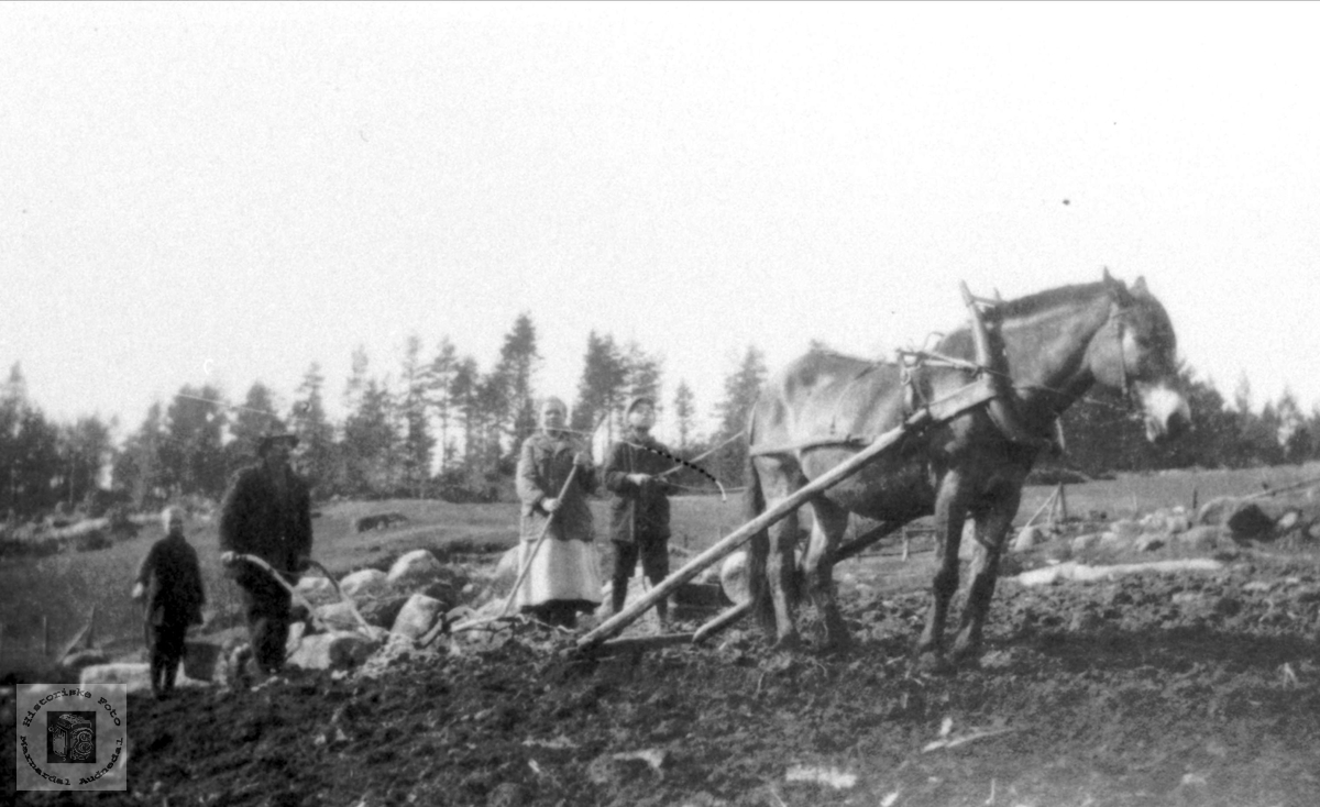 Arbeid m/hest, Valeborkk i Bjelland.