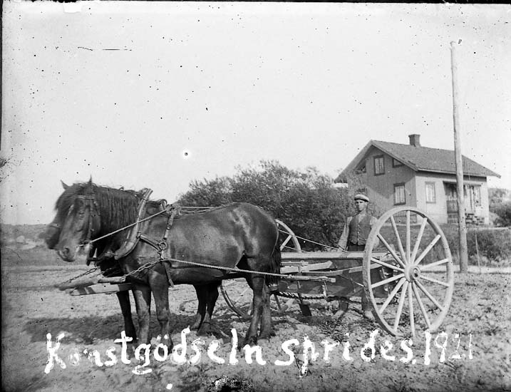 Enligt text på fotot: "Konstgödseln sprides, 1921".
Enligt notering: "Bertil Larsson, Norr-Edsten".