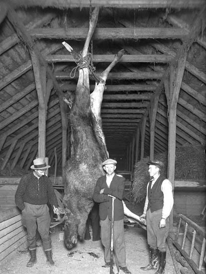 Text till bilden:"På logen visar jägaren upp sin skjutna älg. Grinneröd".