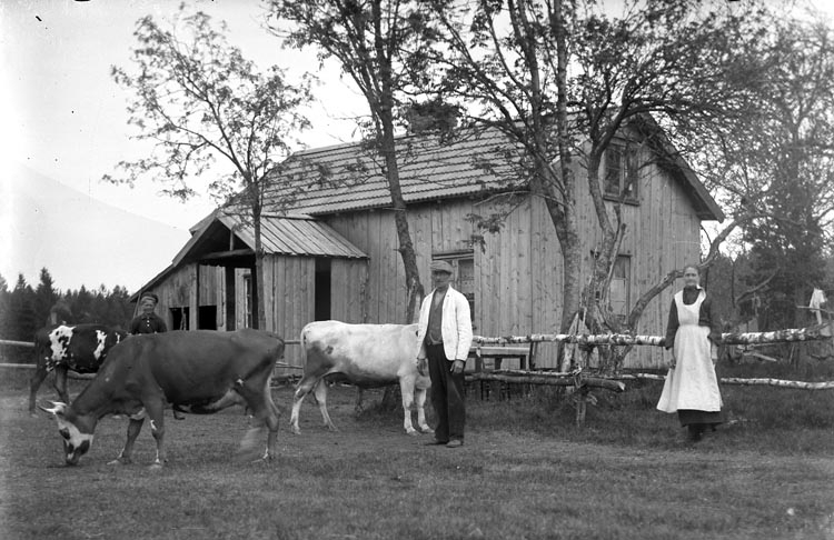 Man, kvinna och pojke i hage framför boningshuset tillsammans med gårdens tre kor