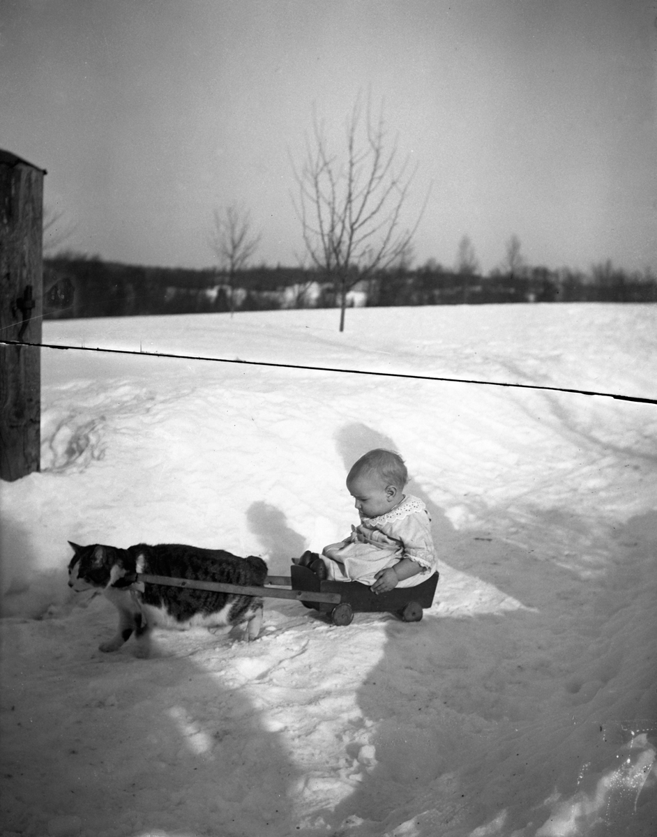 Ett litet barn sitter i en vagn, dragen av en katt, på en snöig gångväg.