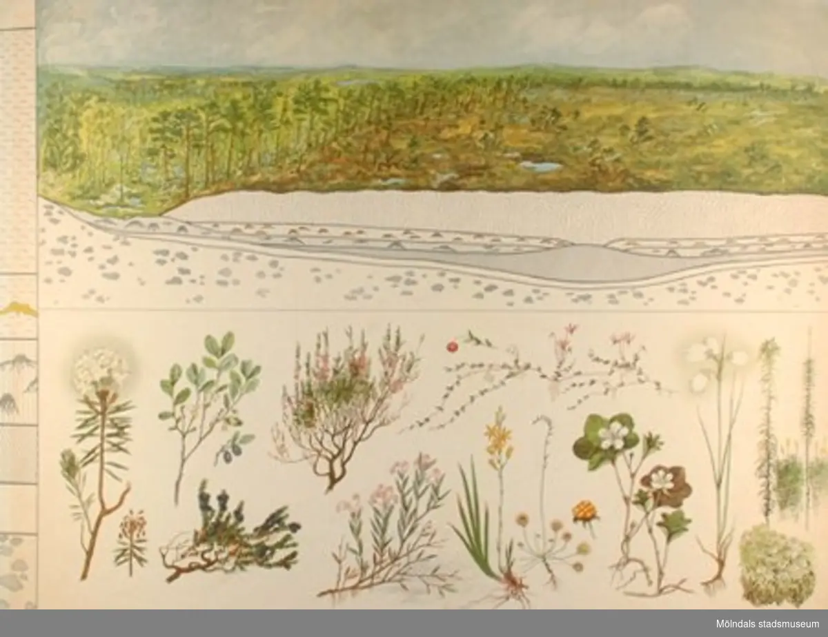 :1: Den näringrika lerslättsjön.:2: Högmossen.:3: Bokskogen.:4: Fjällvärlden.:5: Fjällvärldens växter.