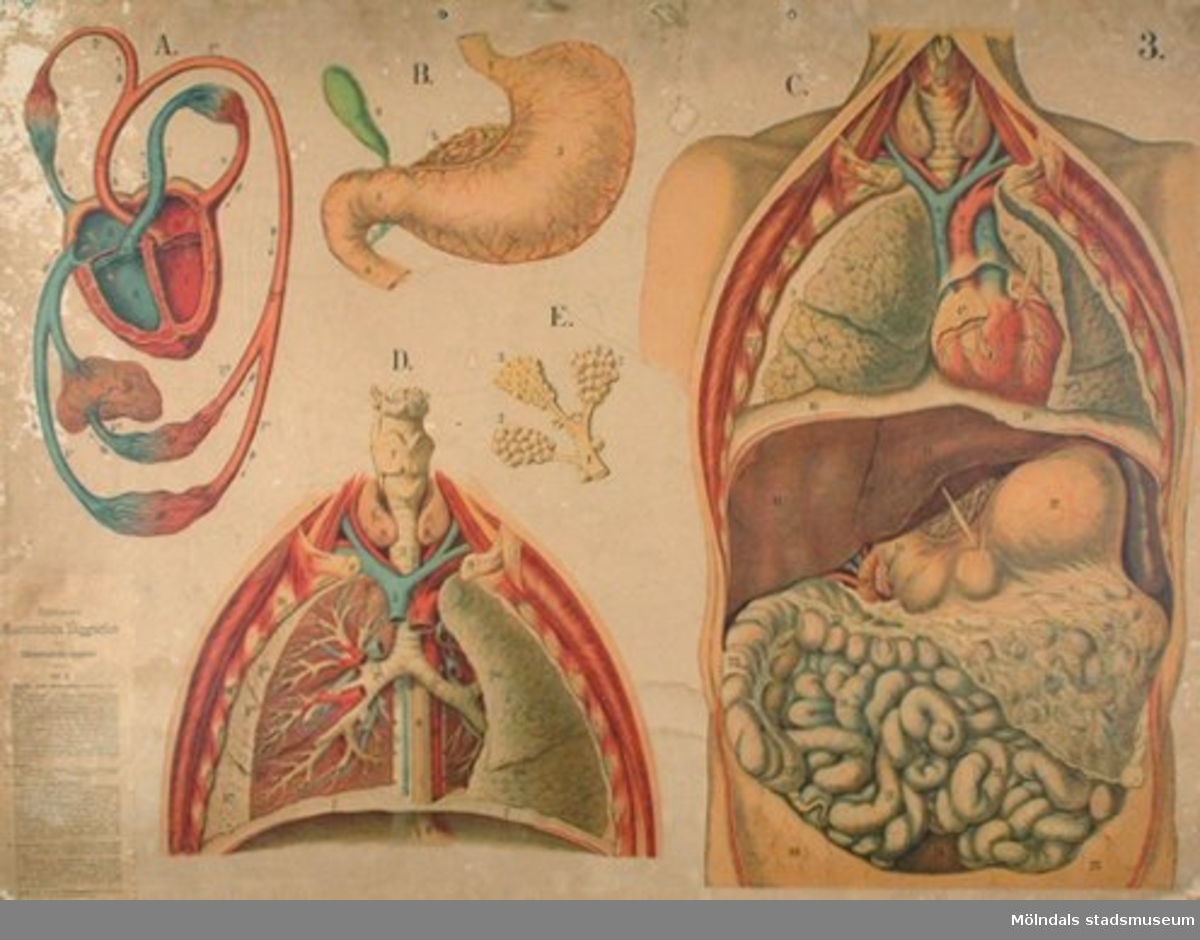 Biologi.Eschners anatomiska väggtaflor öfver människokroppen tafla 3.