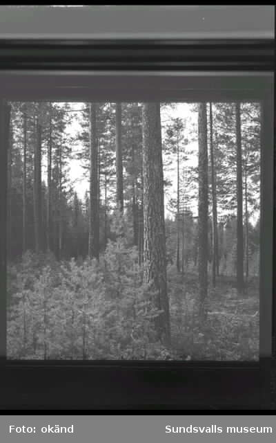 Callans trä, interiör, timmer, skog.