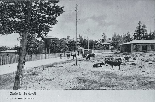 Vy från Stockvik med landsväg, ett flertal kor samt bostadsbebyggelse. Bildtext till vykortet "Stockvik, Sundsvall. V Gyllenhall Stockvik".