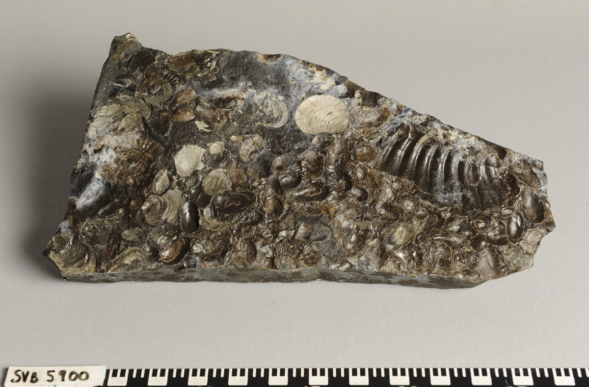 Stein med fossil av dyret buchia (musling) fra Juratiden.
