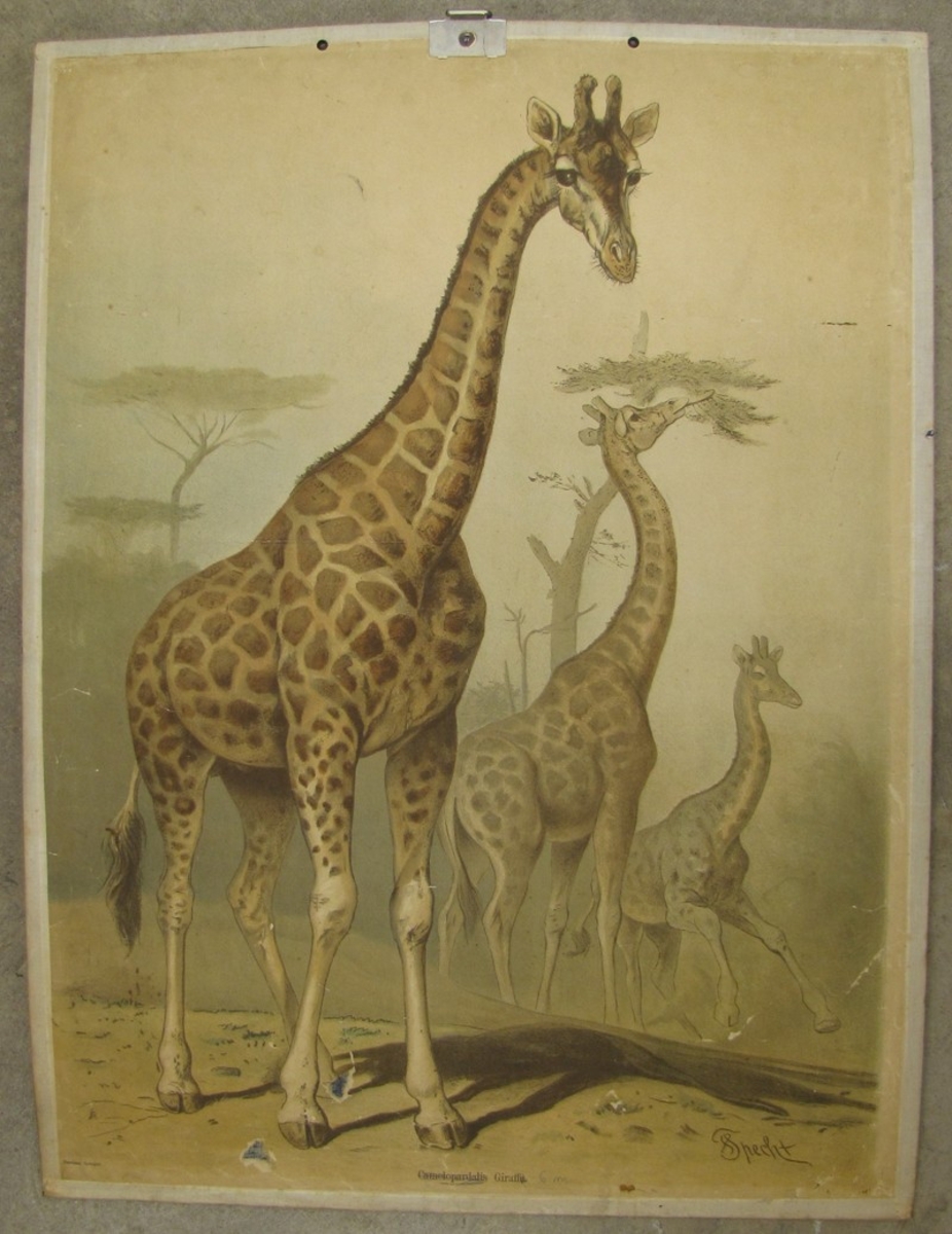 Camelopardalis Giraffa. (Giraff).