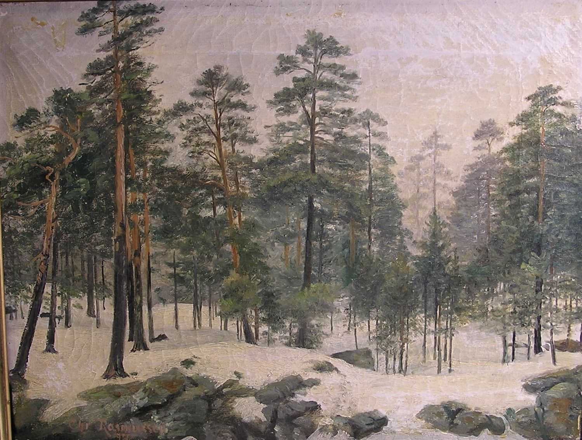 Skogparti,vinter."Bryggeriskogen", Biørnebyen, Kragerø.