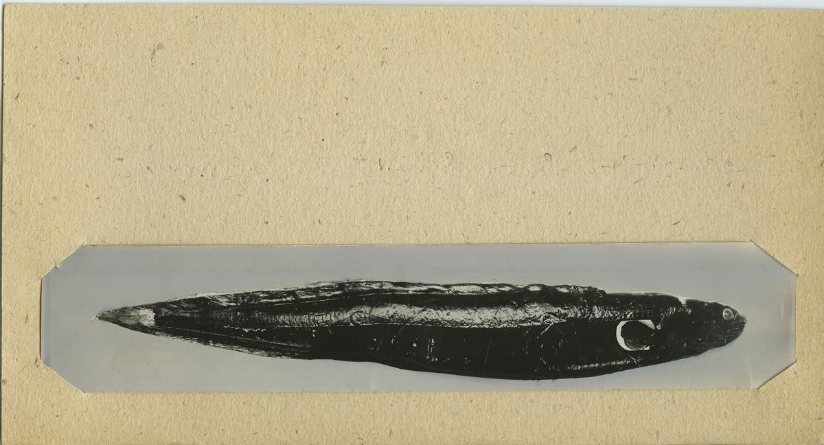 'Havsål, sedd från ryggsidan. Hona. Längd 1,71 m (vid ommätning 1940 1,61 m),  vikt 18,4 kg. Fynddatum: 1925-04-21. ::  :: Bilden med i Göteborgs Naturhistoriska Museums Årstryck 1926-1927 s. 30.'