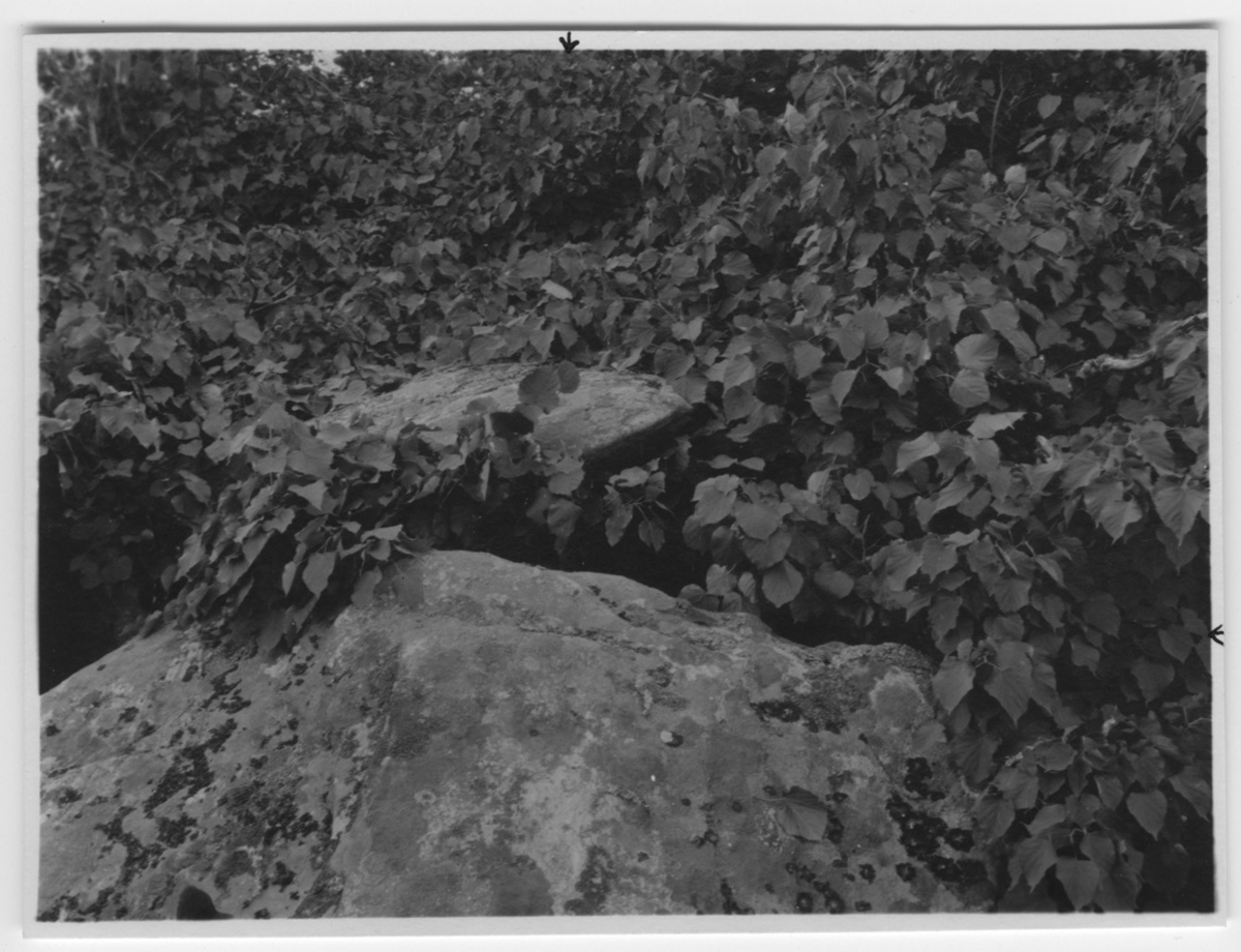 'Storskrake, häckningsplats på Flatholmen i Mjörn. Stenblock med buske i bakgrunden. ::  :: Se serie med fotonr. 1174-1187.'