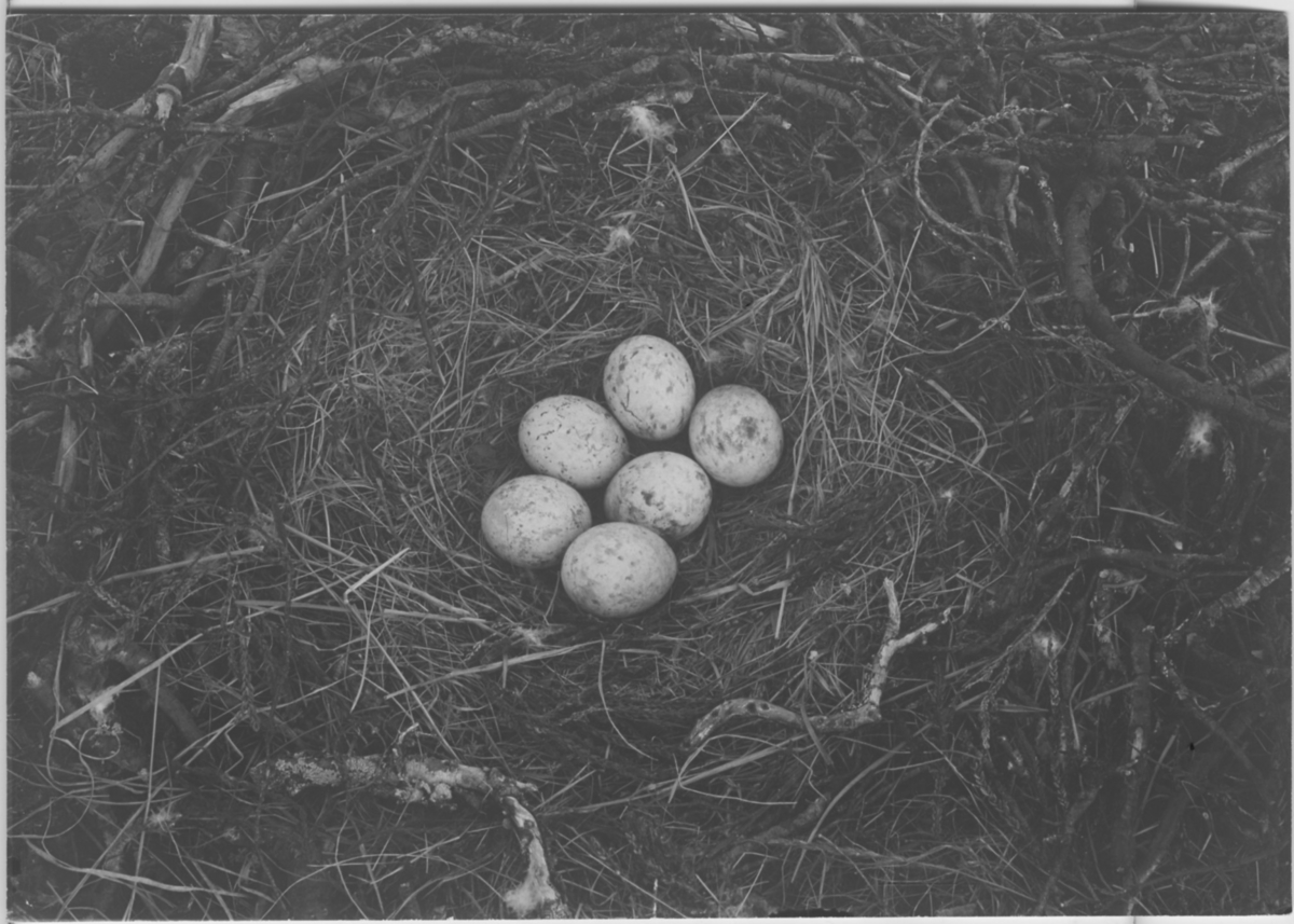 'Bo med 6 st ägg av fjällvråk, närbild. ::  :: Se fotonr. 134-135. ::  :: Ingår i serie med fotonr. 128-148.'