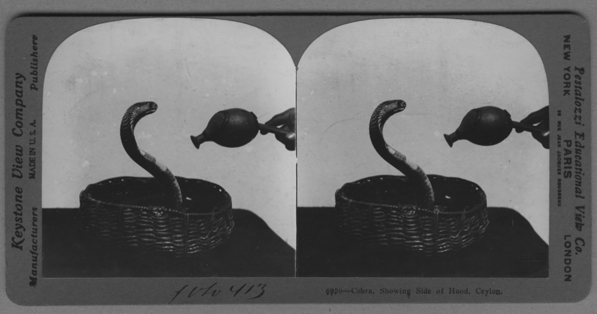 'En upprest kobra i en korg. ::  :: ''6950 - Cobra, showing side of hood, Ceylon.'' ::  :: Ingår i serie med fotonr. 315-422. Se särskilt fotonr. 412-414.'