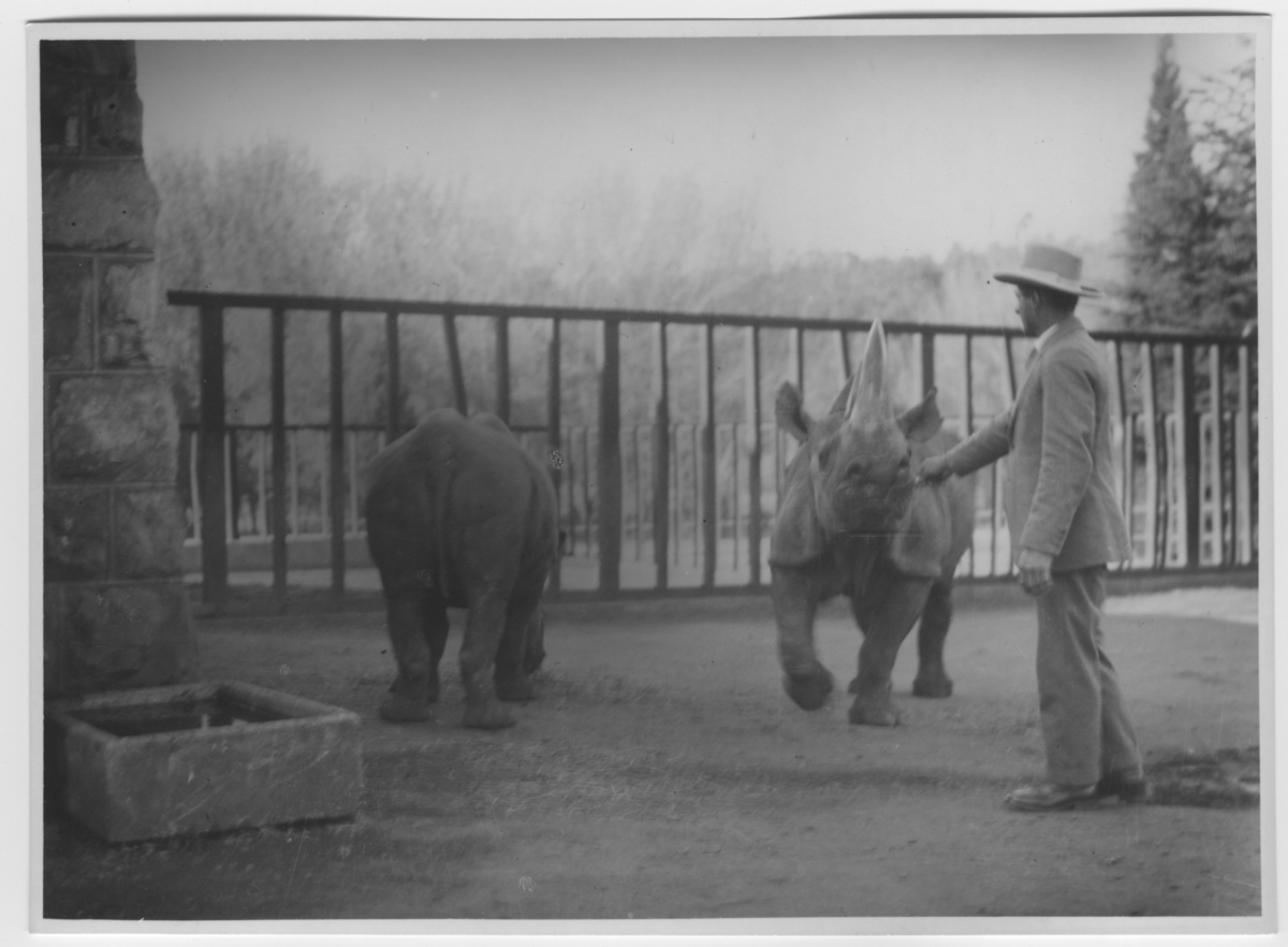 '2 st noshörningar i Johannesburg djurpark  Den till vänster är samma som fotonr 4337:1, en  man inne hos noshörningarna.  Staket i bakgrunden. ::  :: Ingår i serie med fotonr. 4337-4348.'