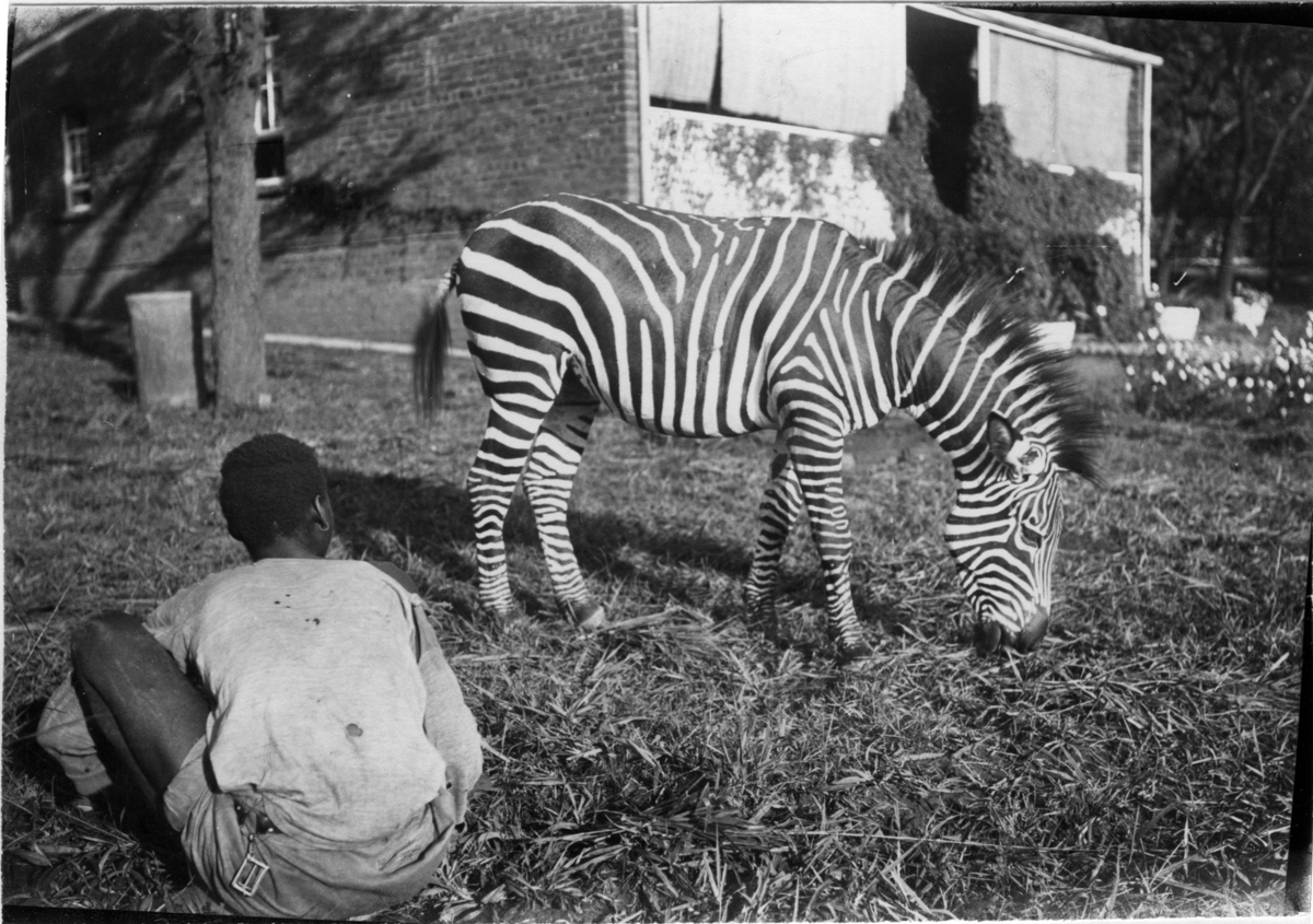 'Diverse fotografier från bl.a. dåvarande Nordrhodesia, nu Zambia, tagna av Konsul Magnus Leijer. ::  :: En pojke sitter på en gräsmatta och tittar på en zebra som betar framför ett tegelhus. Pojken sitter med ryggen mot kameran.'