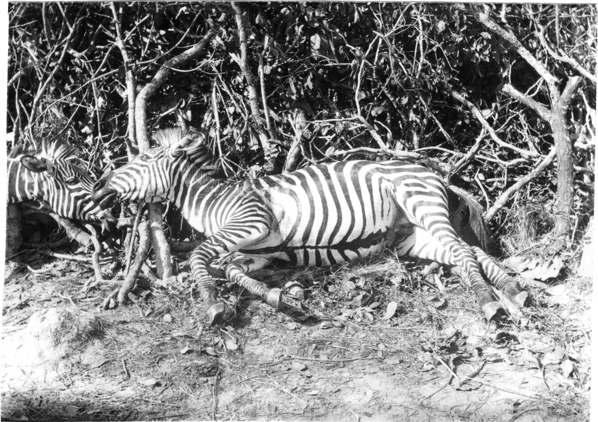 'Diverse fotografier från bl.a. dåvarande Nordrhodesia, nu Zambia, tagna av Konsul Magnus Leijer. ::  :: En fälld zebra hane ligger mot trädgrenar på marken. Vid hans huvud så är ytterligare ett zebrahuvud synligt, kroppen ej synlig i bild.'