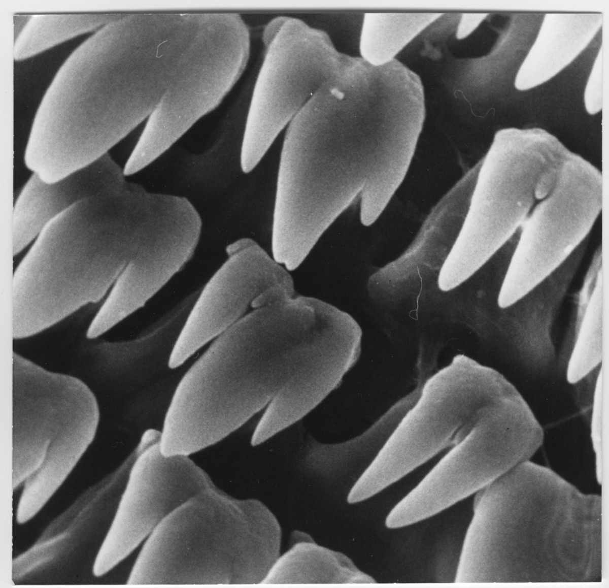 'Mikroskopbild 5000/1 av G. biwaensis och L. Biwa?. Står ''fig 11'' på baksidan.'