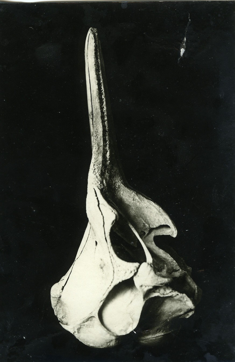 'Vitnosdelfin, Lagenorhynchus albirostris Gray enligt Gen.kat. Skalle sedd från sidan. ::  :: Vitsiding (enligt baksidan på fotografiet) , skalle sedd från sidan. 1920-09. :: se även fotonr. 1043 ::  :: Bilden med i Göteborgs Naturhistoriska museums Årstryck 1921 s.40'