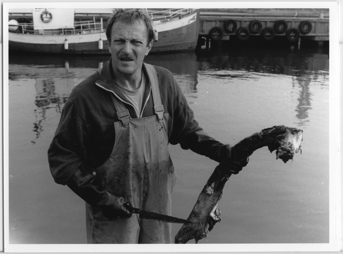 'Skelettering ::  :: Omhändertagandet av vikvalen, Nya Varvet. Flera personer från museet arbetar med valen: ::  :: Ulf Larsson håller kniv och kroppsdel av vikvalen. I bakgrunden en båt. ::  :: Ingår i serie med fotonr. 6729:1-18.'