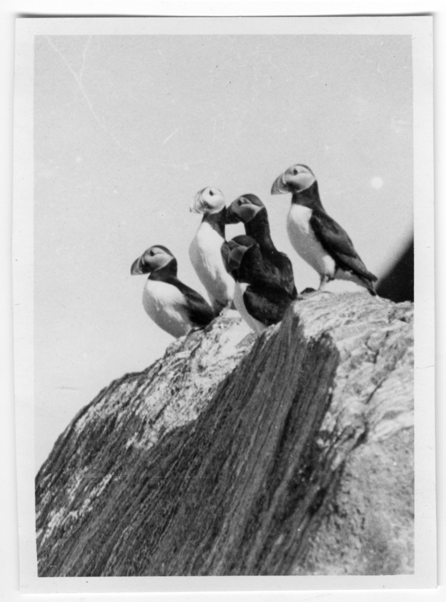 '5 st lunnefåglar sittande på klippa, närbild. :: Text till fotot: ''Lunnefåglar sitter för fotografering'': ::  :: Ingår i fotonr. 6995:1-51, dessa sitter i ett fotoalbum med tillhörande beskrivningar på norska.'