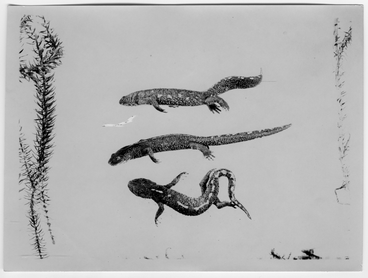 '3 st ödlor. ::  :: Ingår i serie med fotonr. 7015:1-91 med bilder av reptiler från Otto Cyréns samling.'