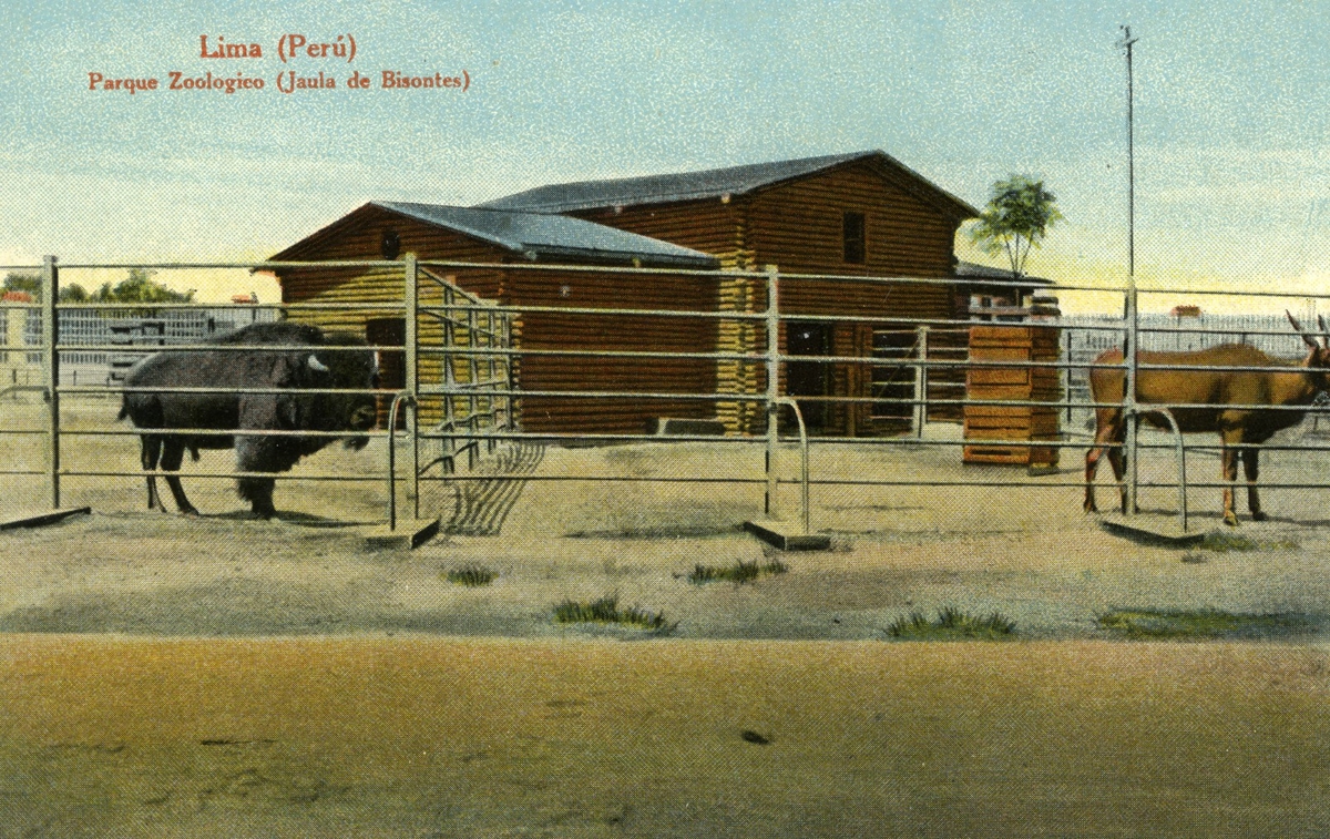 '1 st inhägnad bison. Text på vykortet: ''jaula de Bisontes.'''