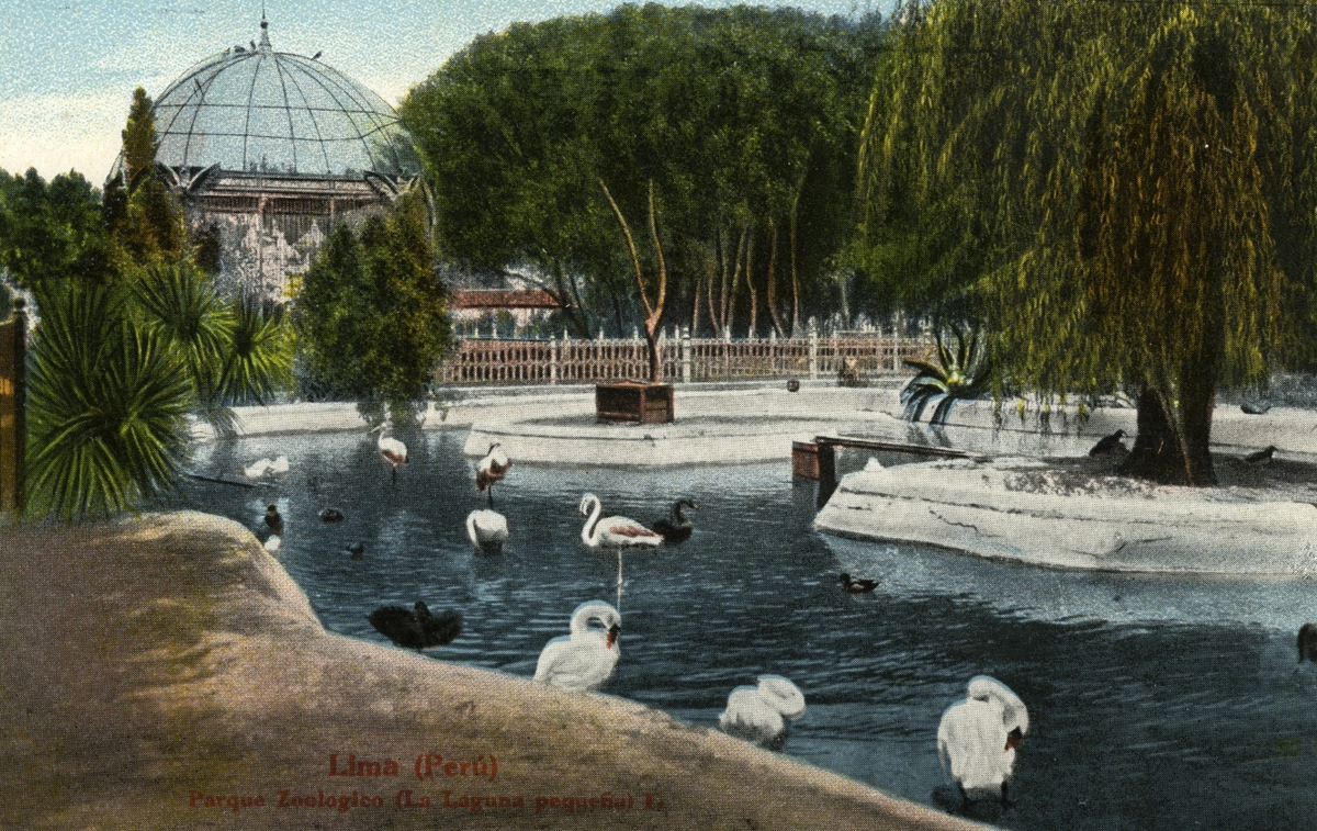 'Damm med svanar och flamingos, i bakgrunden byggnad med glaskupol. Text på vykortet: ''La laguna pequena.'''