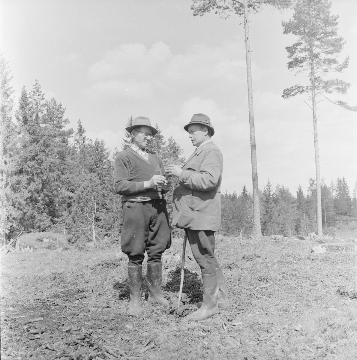 Plantering, Uppland 1958