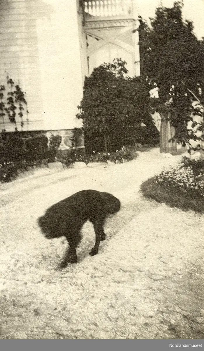 Schjølberg-familien. Hunden Matti Aikio lusker i hagen.