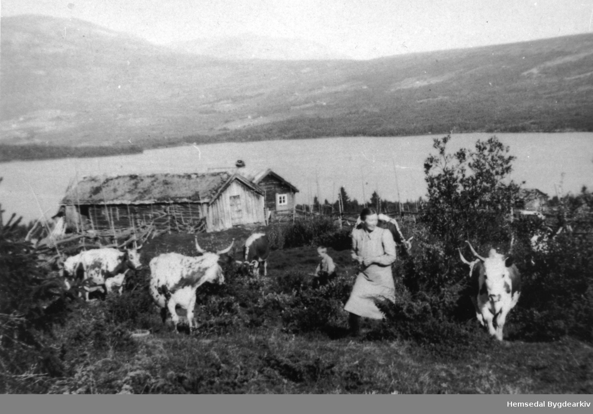 På nedre Eikrestølane, stølen til søre Jordet (Flaten), 51.9, i Hemsedal, ca. 1940
Birgit Flaten, fødd Anderdal (Øndredal, dialekt), 1898, sankar kyrne. Kyra "Nettelin" til høgre.