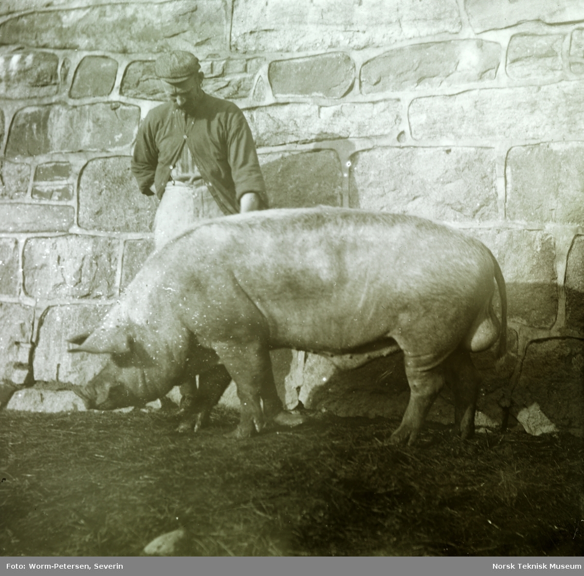 Mann klapper en gris ved landbrukshøgskolen
