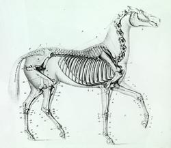 Skjematisk tegning av hestens overflatiske muskler