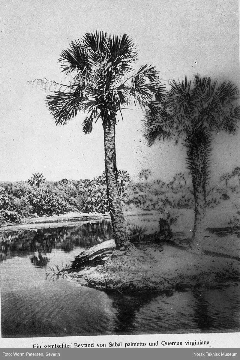 Palmer i Florida