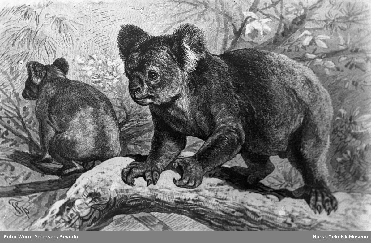 Koalabjørn og lemur-ape